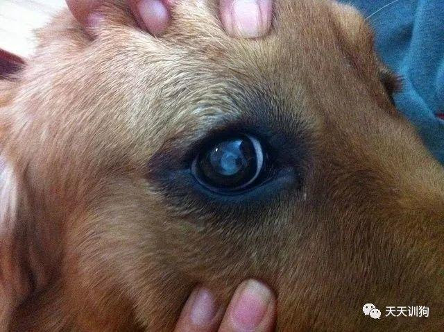 狗狗白内障图片 万图壁纸网