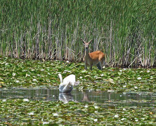 Buck Of The Novi Wetlands by JKissnHug