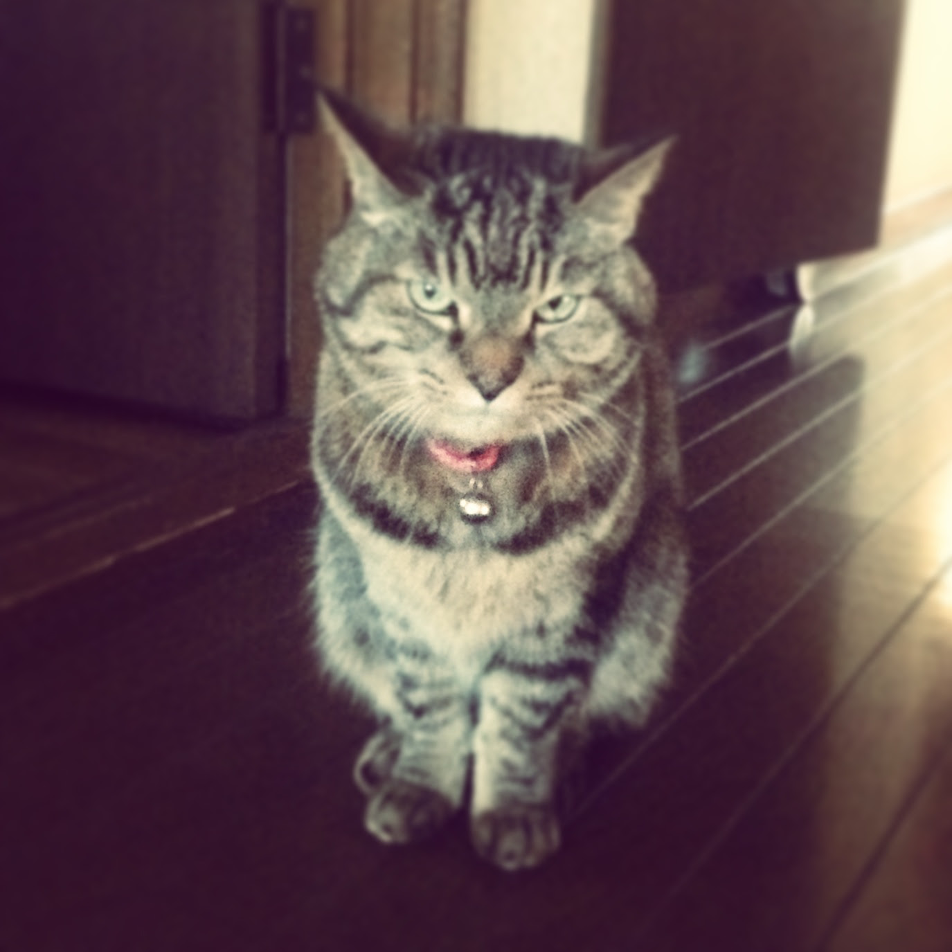 どらねこ Piott El Cobre