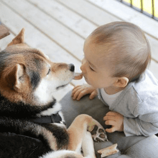 まるで会話をしているかのような犬と赤ちゃんの動画が話題に まとめいく Matomake