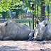 Zoo Chorzów - Lato w chorzowskim ZOO - WP Wiadomości / Dyrektorka poznańskiego zoo rezygnuje z walki o pumę nubii na rzecz śląskiego ogrodu zoologicznego w chorzowie.