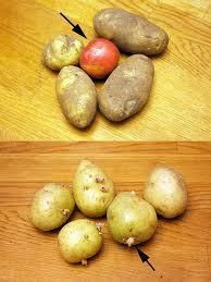 To keep potatoes from budding, place an apple in the bag with the potatoes, and other useful kitchen tips