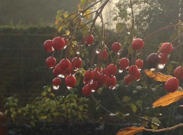 Dew-berries Capel