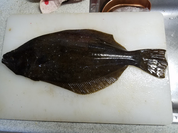 平たい魚ゲット: カヤックフィッシングニュース