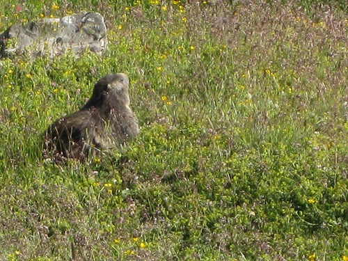 Marmotta
