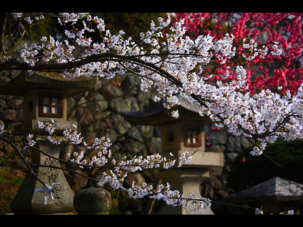 石灯籠と陽光桜とソメイヨシノ