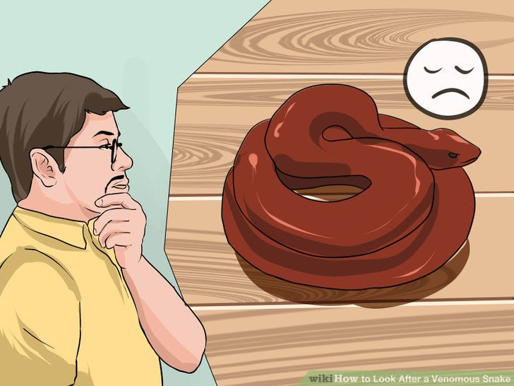 Look After a Venomous Snake Step 12.jpg