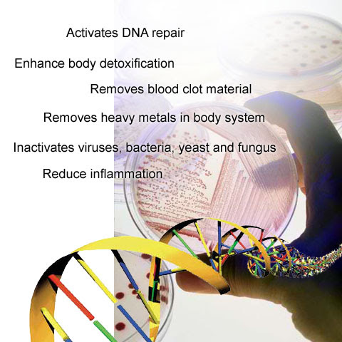 Activates DNA repair, enhance body detoxification, removes blood clot material, removes heavy metal in body system, inactivates viruses and bacteria and yeast and fungus, reduce inflammation