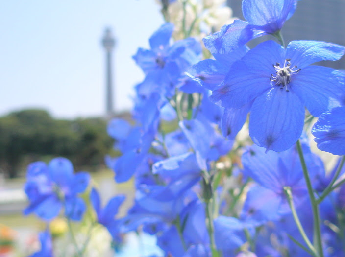 青色の花図鑑