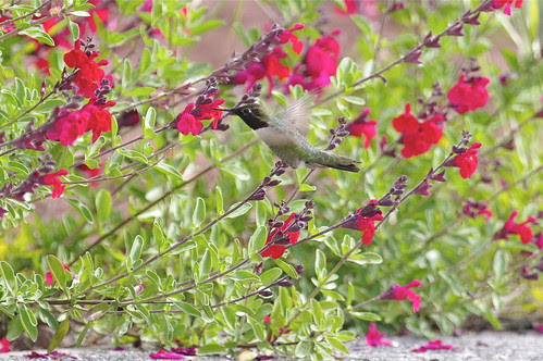 pentax f* 300mm f/4.5 on humming birds