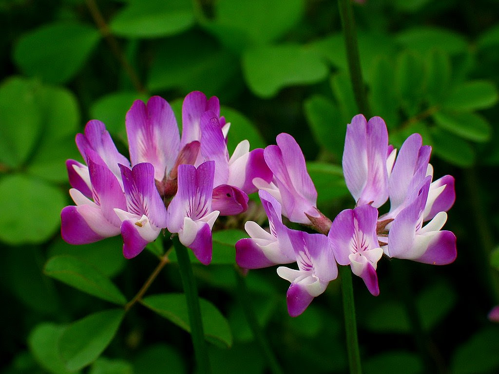 春の花 蓮花 レンゲ の花 花の無料壁紙写真 花の無料写真素材 四季の花の写真集