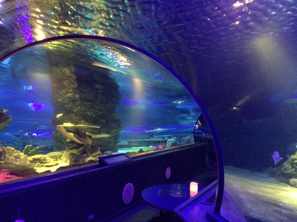 海の生き物に囲まれてお酒を楽しむ変わったバー Marikaの生きる道