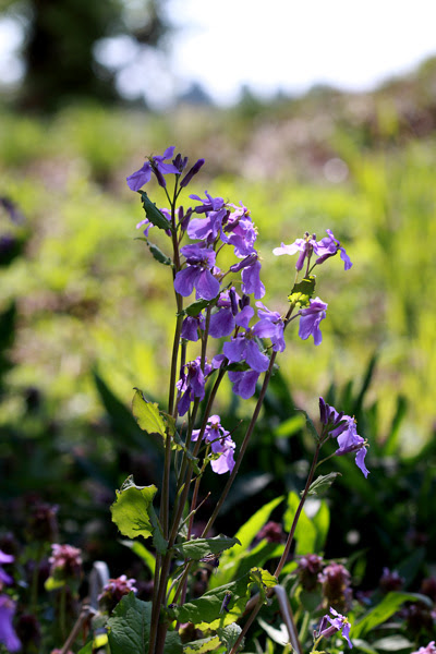Photo Life ハナダイコン 花大根 とダイコン 大根 の花