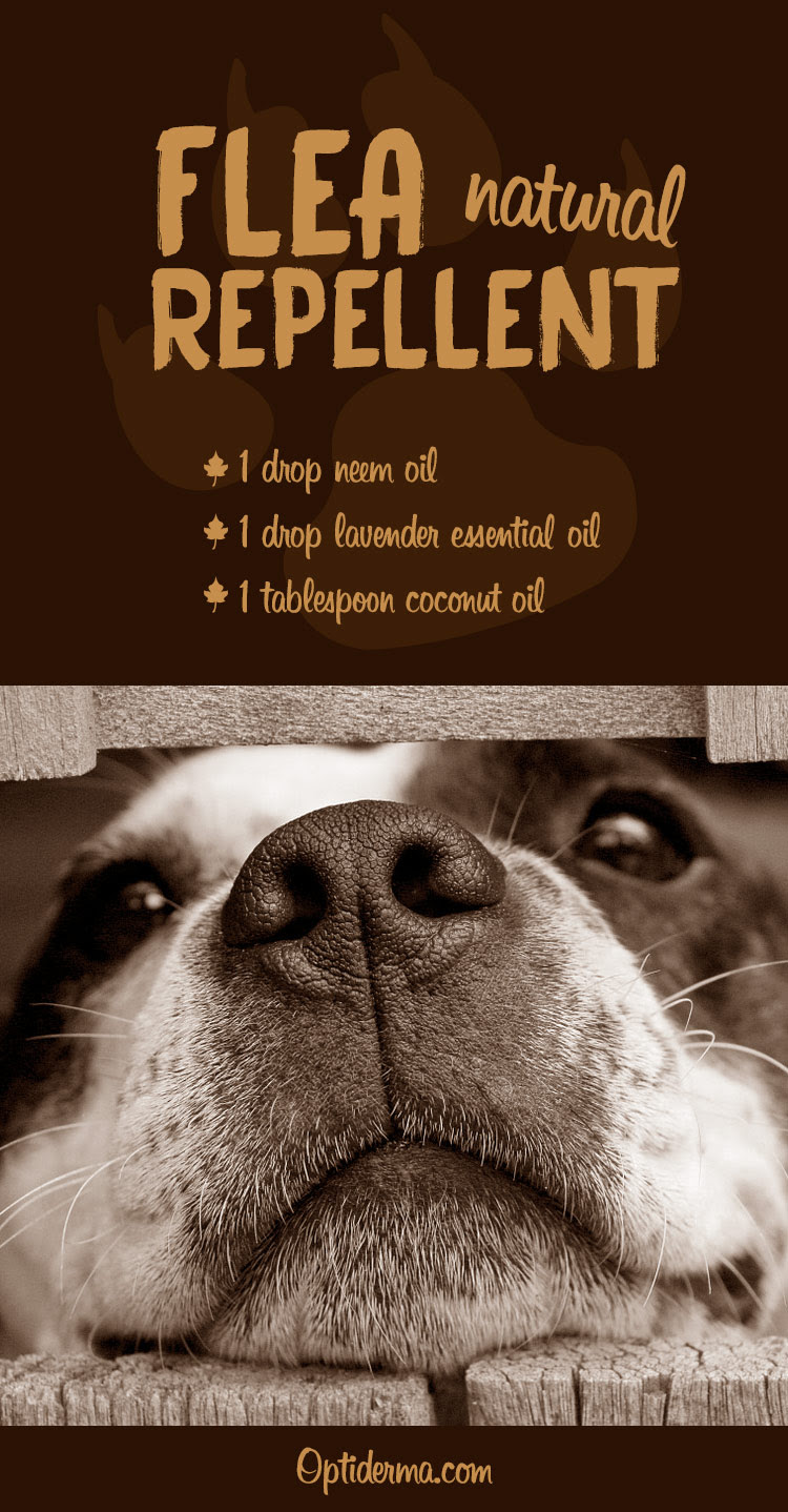 Natural pet flea treatment