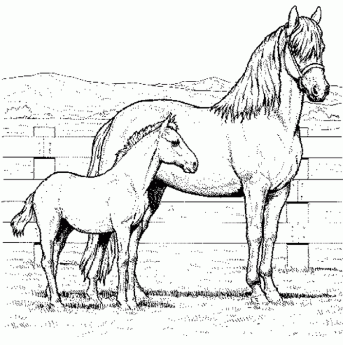 Realistic Printable Horse Coloring Pages Clip Art Library