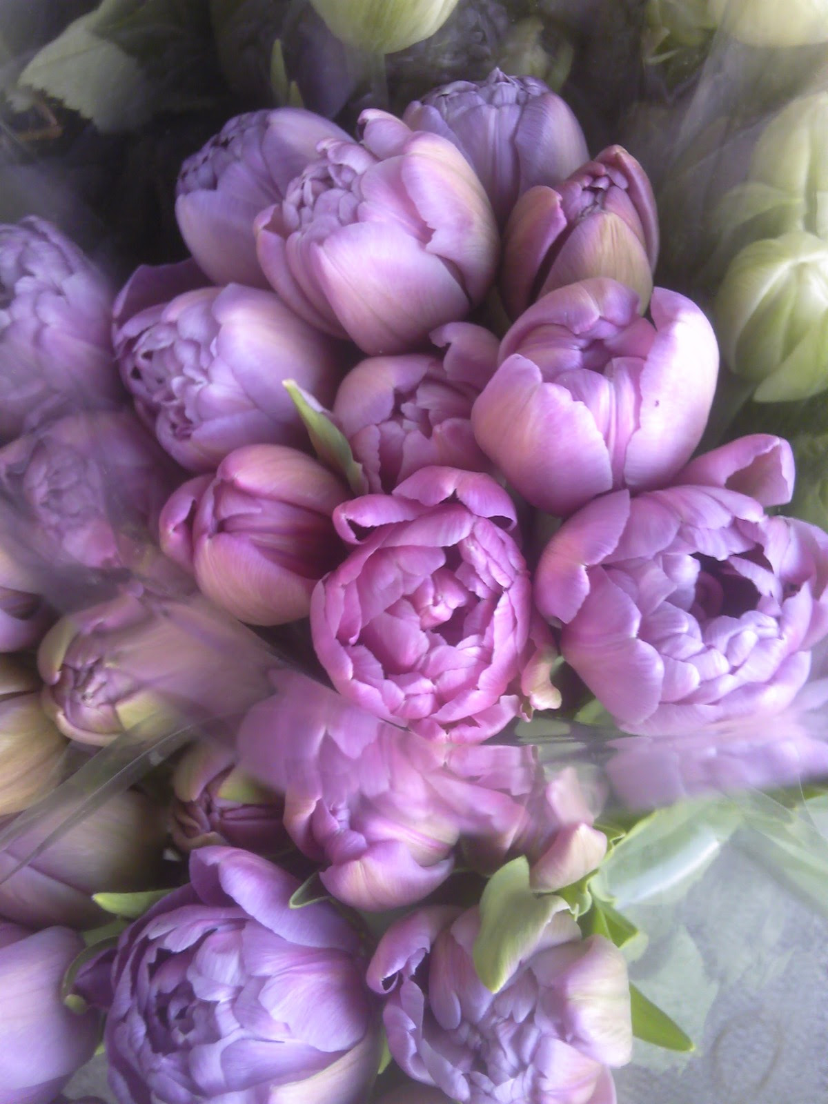 八重チューリップ 花とはな