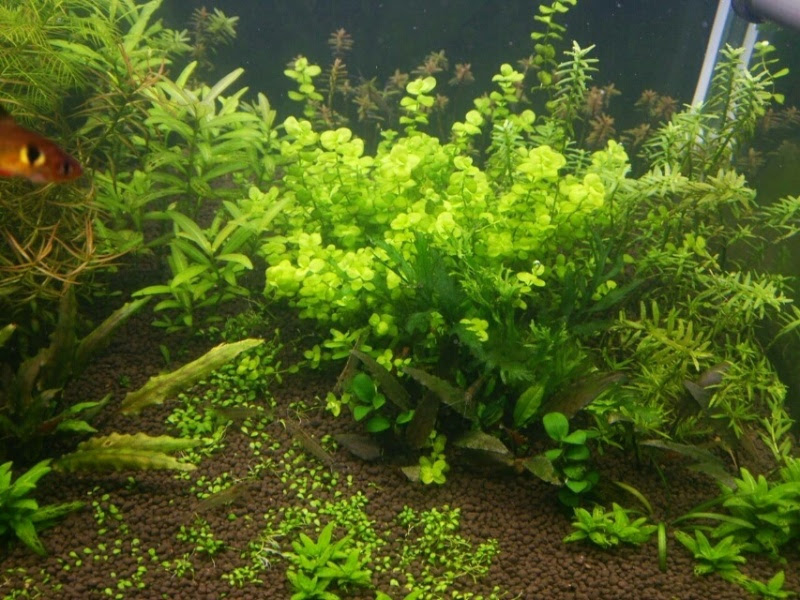 カリウム添加量の失敗 メーカーの用量ではやっぱり多かった のほほん眺める水草水槽