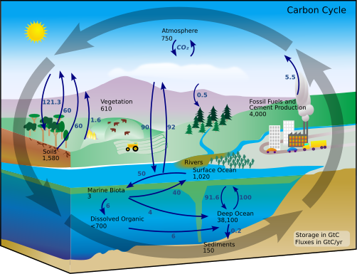http://upload.wikimedia.org/wikipedia/commons/thumb/8/82/Carbon_cycle-cute_diagram.svg/502px-Carbon_cycle-cute_diagram.svg.png