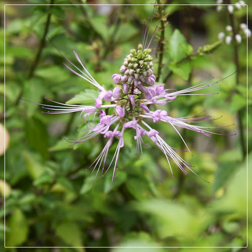 Gambar Fauna Dan Flora Gambar Fauna Dan Flora