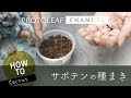 √99以上 サボテン 種から 218158-サボテン 種から 発芽���