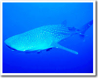 Whale Shark