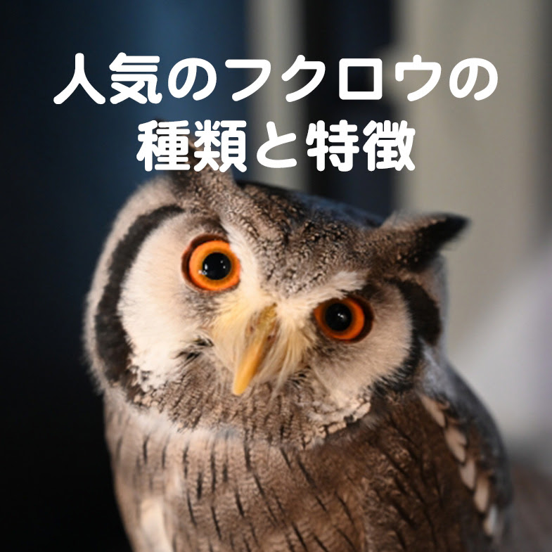 きょとんとした姿が可愛い ペットとしても人気のフクロウの種類と特徴をご紹介