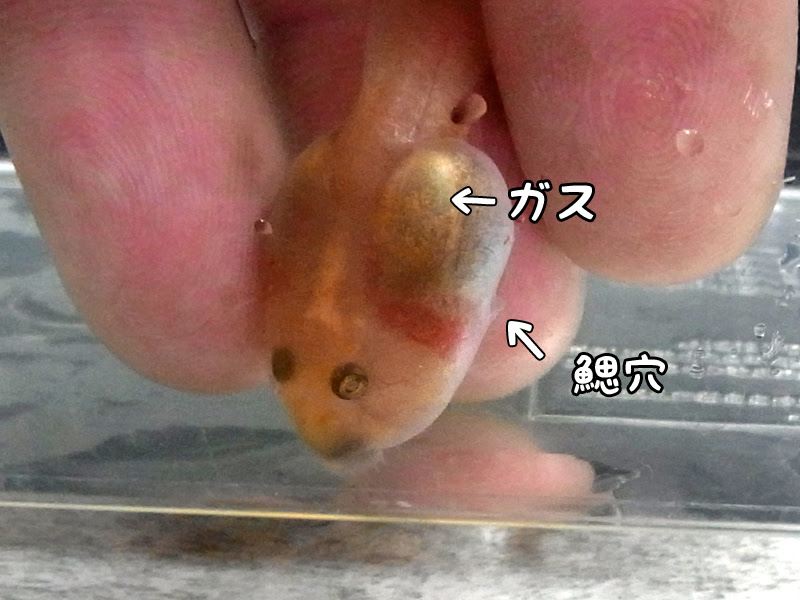 オタマジャクシが浮かんだままと言う状態とは ツノガエルのブリーディング施設 Nuance ニュアンス のブログ