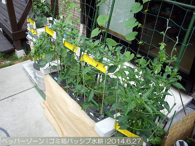 万願寺とうがらし 初収穫 ゴーヤ近況6 27 追 水耕野菜生活 イイネ