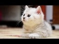 Baby Kitty Background