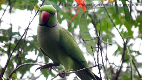 Rose-ringed Parakeet/Psittacula krameri/රැන ගිරවා