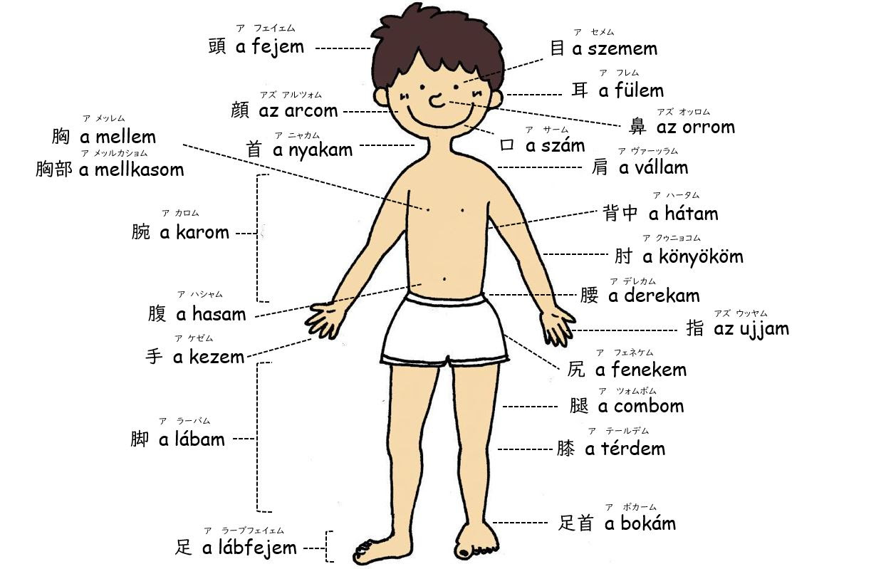ベスト 体の部位 イラスト 最高の壁紙のアイデアcahd