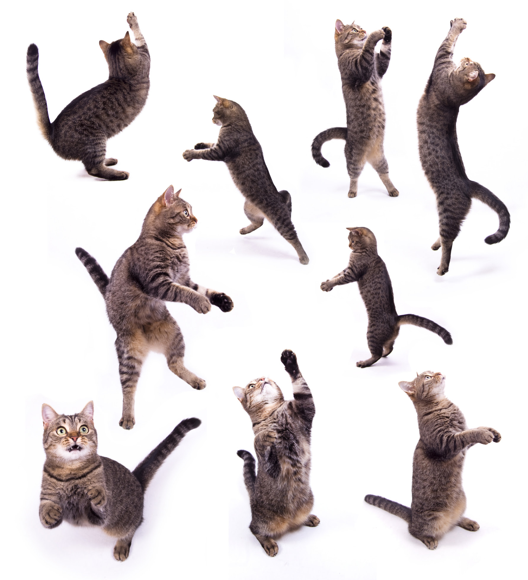 cat back legs weak not eating