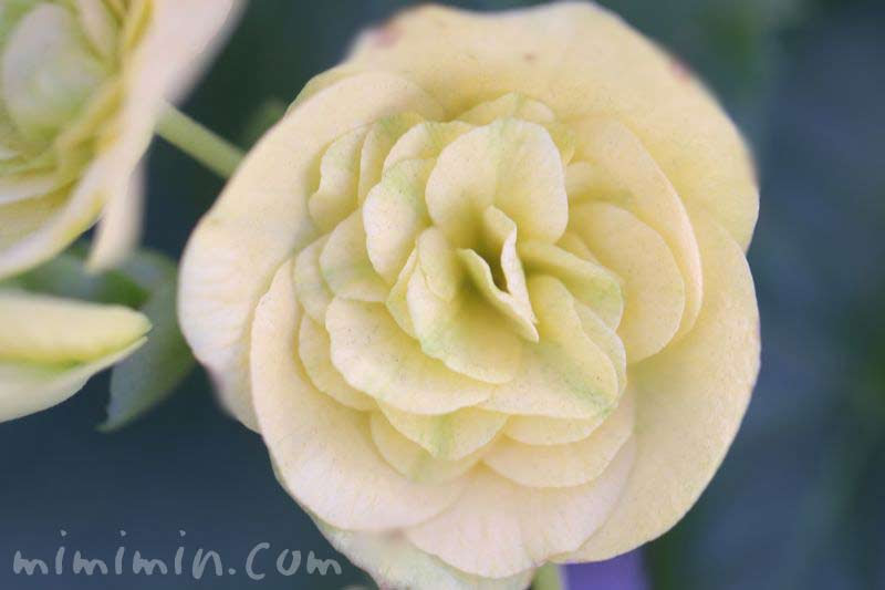 リーガースベゴニア エラチオールベゴニア の花言葉 名前の由来 みみみんブログ