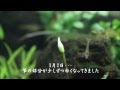 √1000以上 ブセファランドラ カユラピス 158611-ブセファランドラ カユラピス3