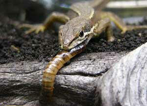 カナヘビの飼い方