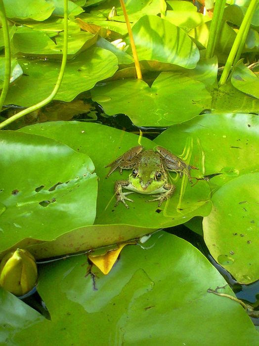 Beautiful Photos Taken with Camera Phones (35 pics)