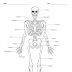 Simple Long Bone Labeled - Bones and Joints Jeopardy Template - Maybe you would like to learn more about one of these?