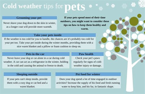 cold weather tips  pets centurion rekord