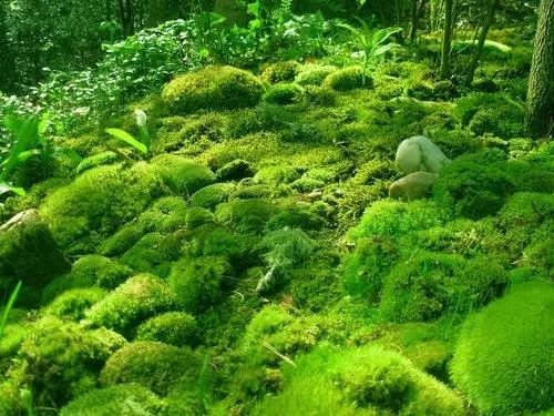 最美不过苔造园 青苔的魅力up Up