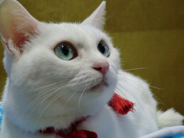 猫侍 主演女優 の玉之丞 あなご ちゃん にゃん子達の癒しの小部屋