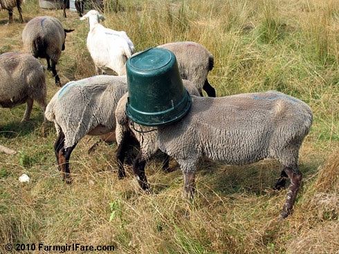 Serena, aka Buckethead