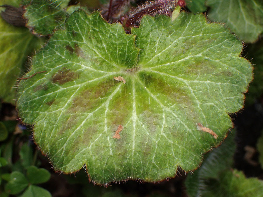 ユキノシタの花とサワトラノオの変わった花 やまぶどうの徒然日記