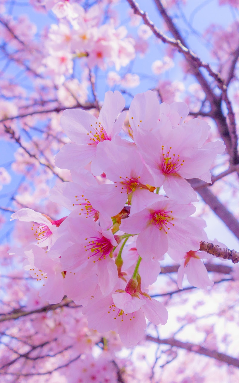 28 Wallpaper Hd Keren Untuk Hp Android Gratis Informazonecom