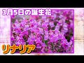 √99以上 リナリア　花言葉 153433-リナリア 花言葉