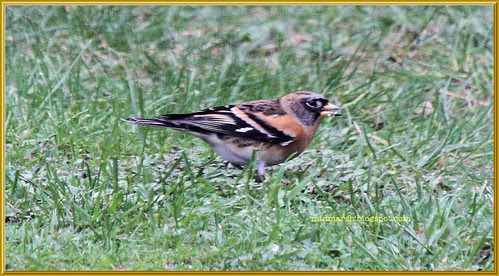 Brambling 1