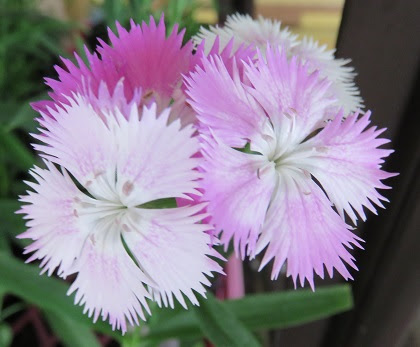 この花の名前なんていうの ナデシコとセキチクの違いって何