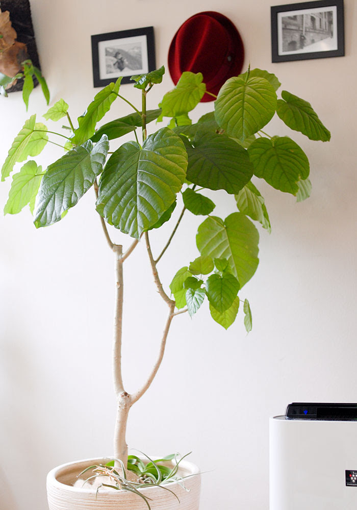 ウンベラータの剪定 植え替えの季節 観葉植物の育て方 Kobiのシークレットガーデン 観葉植物 多肉植物の育て方