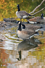 Reflecting upon Summer