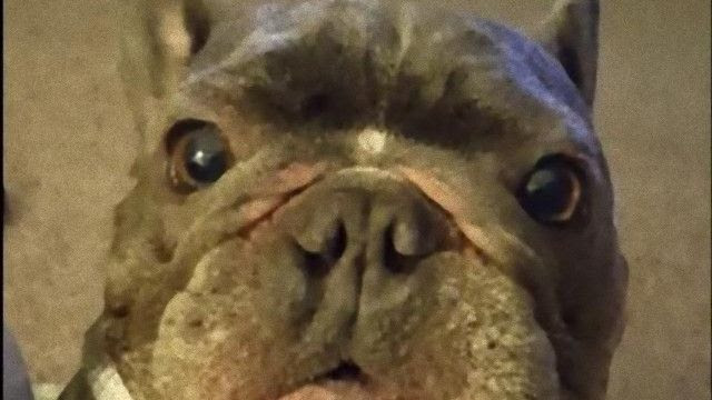 芸達者か レーシングカーみたいな唸り声でおやつのお代わりを催促するフレンチ ブルドッグ マランダー