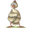 uova pollo 13